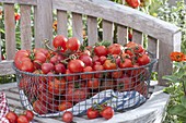 Frisch gepflueckte Tomaten (Lycopersicon) in Drahtkorb