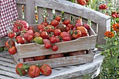 Freshly picked tomatoes in wooden box