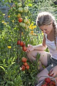 Beet mit Tomaten und Ringelblumen im Biogarten anlegen