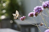 Verbena bonariensis (Eisenkraut) mit Schwalbenschwanz - Schmetterling