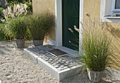 Pennisetum 'Hameln' (feathered grass), Miscanthus chinensis