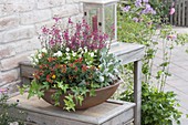 Rust bowl autumnal planted with Daboecia (Irish bell heather)