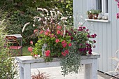 Wooden box with Pelargonium peltatum, Pennisetum