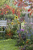 Small autumn garden with perennials and summer flowers