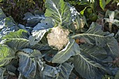 Blumenkohl (Brassica oleracea var. botrytis) im Beet