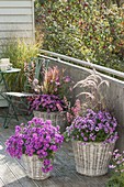 Herbstlich bepflanzter Balkon mit Aster dumosus (Kissenastern), Pennisetum