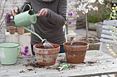 Broccoli growing in clay pots