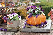 Viola cornuta in pumpkin planter, decorated with berries