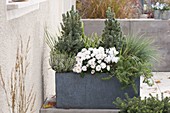 Dark gray concrete box with autumn planting