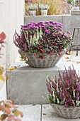 Baskets with autumn plants - Calluna 'Garden Girls' 'Beauty Ladies'