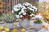 White autumn blossoms, Chrysanthemum (autumn chrysanthemum)