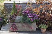 Selbstgebauter Holzkasten herbstlich bepflanzt : Chrysanthemum