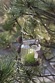 Glas mit Drahtbuegel als Windlicht in Pinus (Kiefer) gehängt