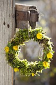 Wreath with moss and eranthis (winter aconite)