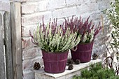 Calluna vulgaris Garden Girls und Trio Girls (Knospenbluehende Besenheide