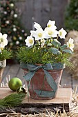 Helleborus niger (Christrose) mit Spitzen von Pinus (Kiefer)