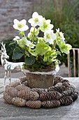 Helleborus niger (Christmas rose) in cones wreath