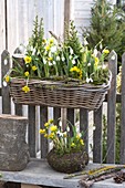 Basket box hanging on a wooden fence, Eranthis hyemalis, Galanthus nivalis