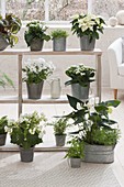 Shelf with white plants as a room divider