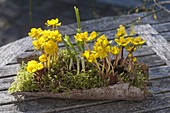 Eranthis (Winterlinge) und Galanthus nivalis (Schneeglöckchen)