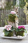 Primula acaulis (mini primroses) in moss with birch stems