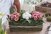 Primula (primroses) in moss box