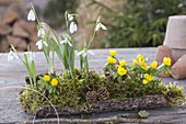 Eranthis (winter aconite) and Galanthus nivalis (snowdrop)