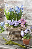 Basket with scilla, viola cornuta (horned violet)