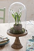 Galanthus nivalis (snowdrop) under glass bell