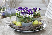 Viola cornuta (horn violet) in small tin pots in wreath