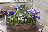 Early spring in purple-white planted basket wreath