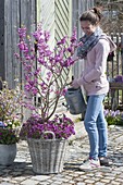 Cercis siliquastrum (Judas tree), planted with Arabis