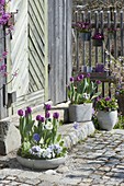Graue Schale und Töpfe mit Tulipa 'Purple Prince' (Tulpen)