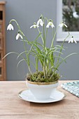 Galanthus nivalis (snowdrop) with moss in cup