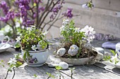 Small spring decoration with Anemone nemorosa (Wood anemone)