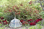 Bed with Chaenomeles 'Crimson and Gold' (ornamental quince) with Primula