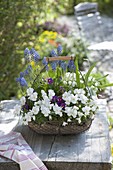 Basket with Viola cornuta Callisto 'White', Primula
