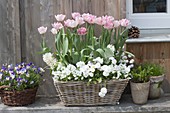 Tulipa 'Angelique' (stuffed tulips), Viola cornuta (horned violet)