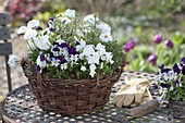 Basket with viola cornuta, bellis, sage