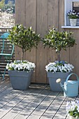 Spring terrace with gray boxes and tubs