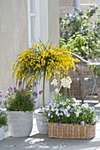 Cytisus scoparius 'Golden Tears' perennial