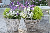 Körbe mit Iberis (Schleifenblumen), Tanacetum parthenium 'Aureum'