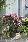 Hauseingang mit Rhododendron und Funkien