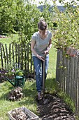 Planting dahlias in flower bed