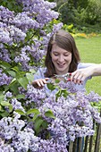 Frau schneidet Flieder im Frühlingsgarten