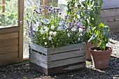 Old wine box planted with Nepeta 'Cat's Meow' (catmint)