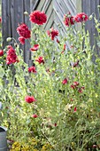 Papaver somniferum (Schlafmohn) mit roten Blüten am Geräteschuppen