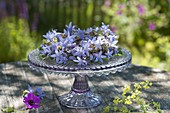 Wreath of campanula (bellflower) on cake plate with foot