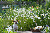 Flowering marguerite meadow with small seat