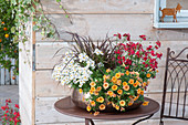 Bowl of Calibrachoa Aloha Kona 'Mango' (Magic Bells)